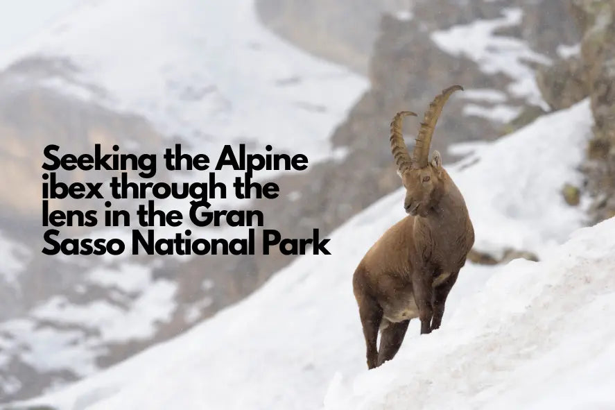 Seeking the Alpine ibex through the Zenelli