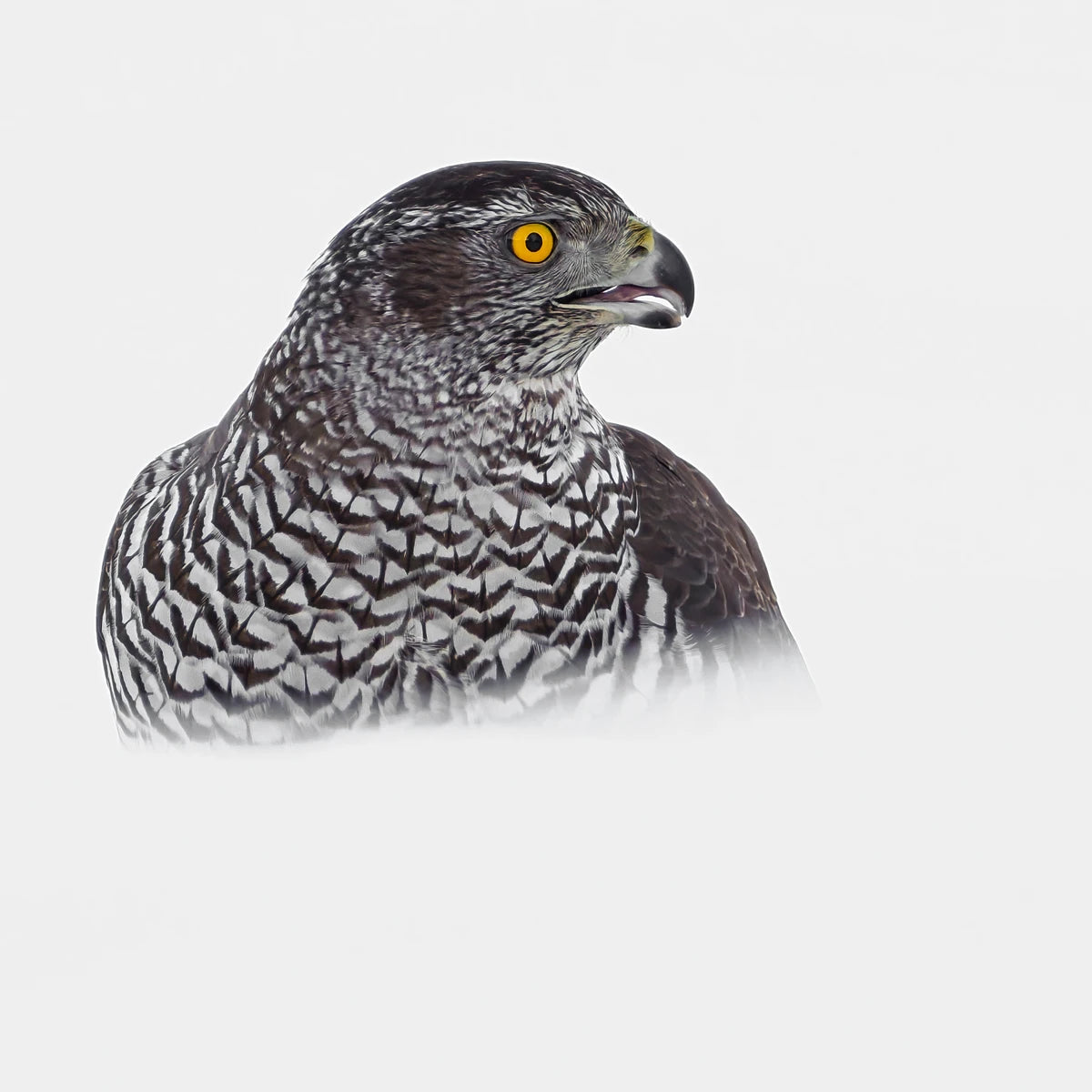 Animal in the nature shoot by Jo Stenersen, Zenelli's ambassador