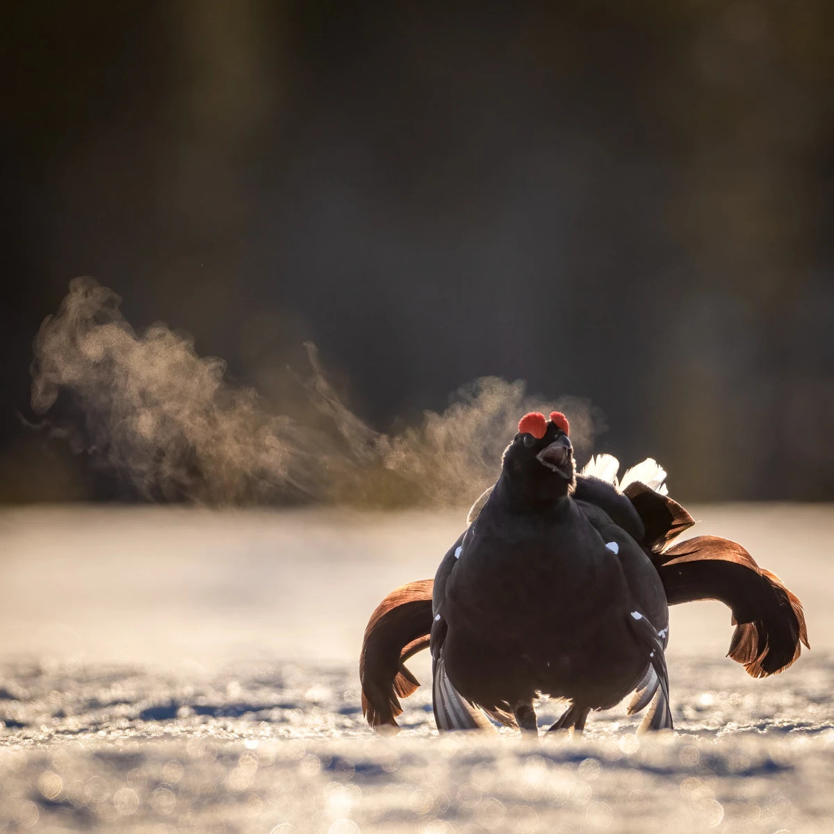 Animal in the nature shoot by Jo Stenersen, Zenelli's ambassador