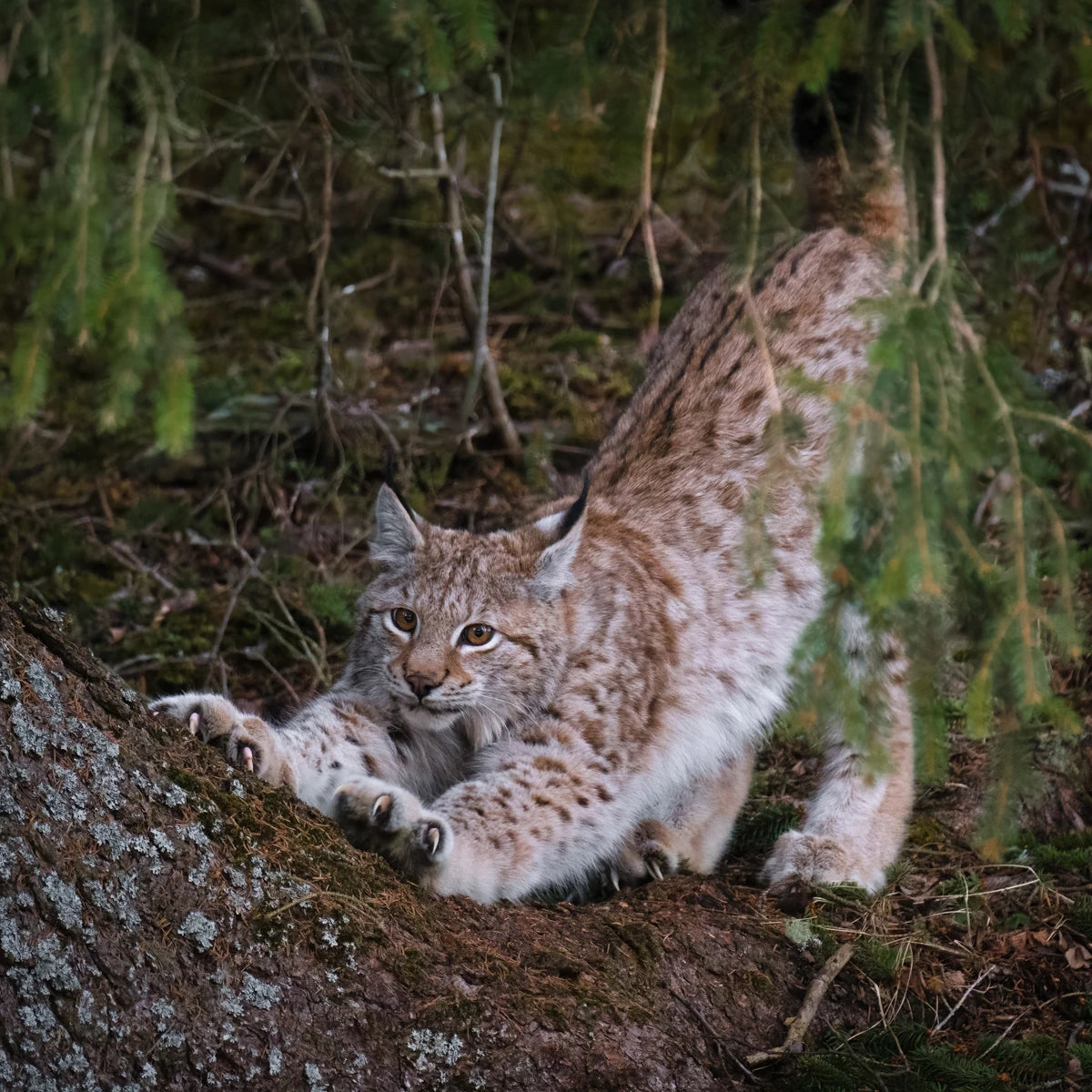 Animal in the nature shoot by Jo Stenersen, Zenelli's ambassador