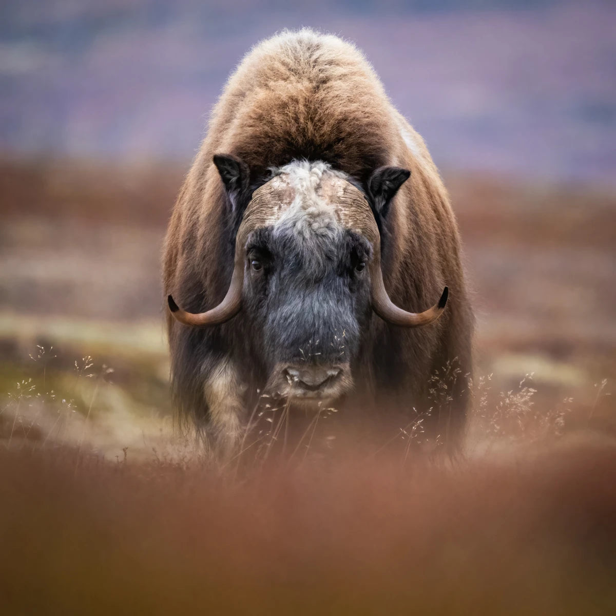 Animal in the nature shoot by Jo Stenersen, Zenelli's ambassador