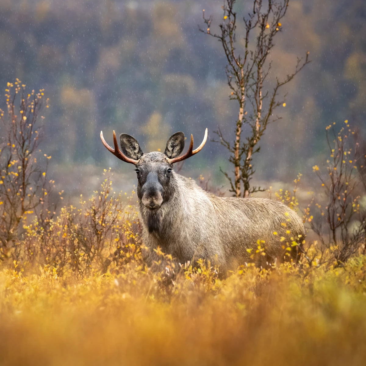 Animal in the nature shoot by Jo Stenersen, Zenelli's ambassador