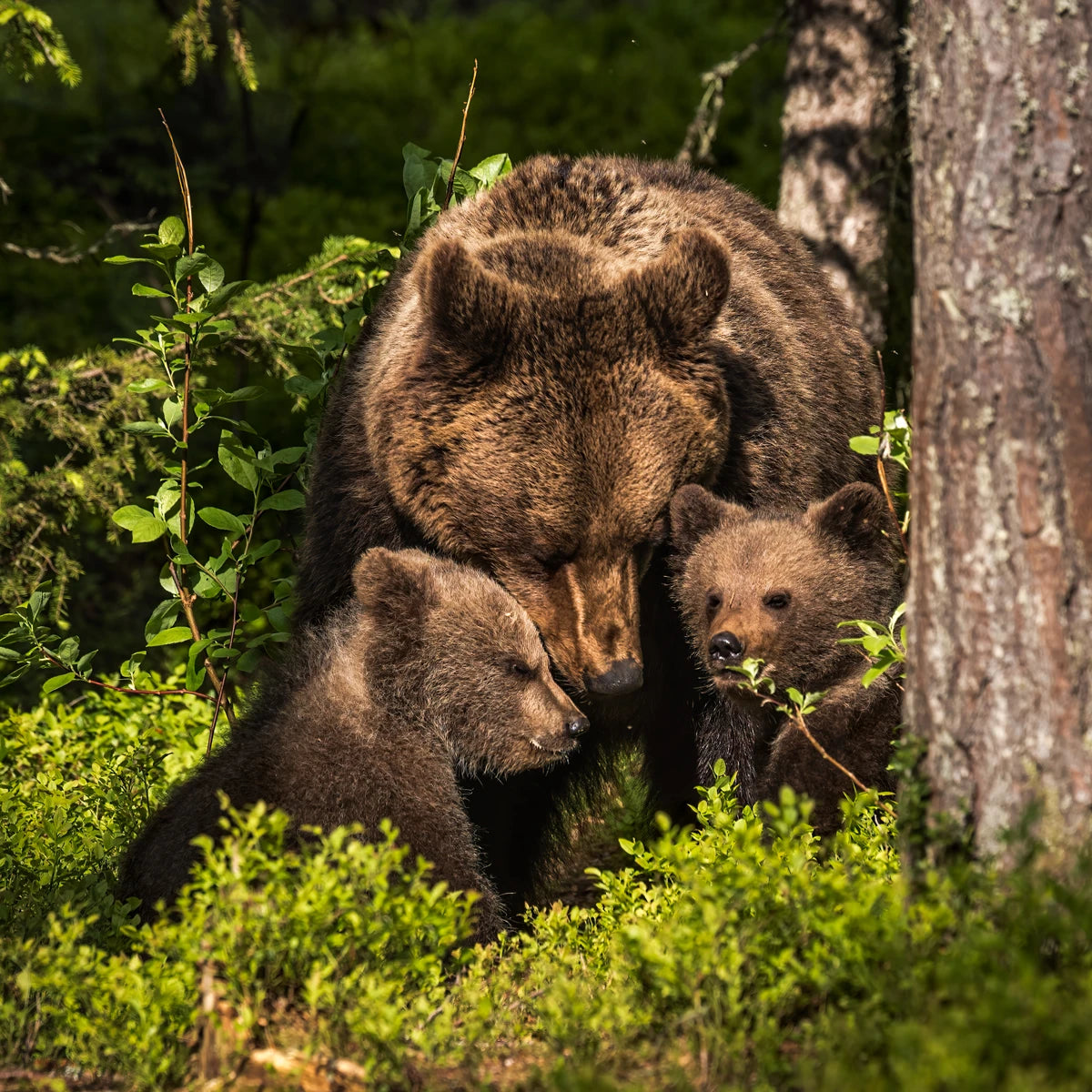 Animal in the nature shoot by Jo Stenersen, Zenelli's ambassador