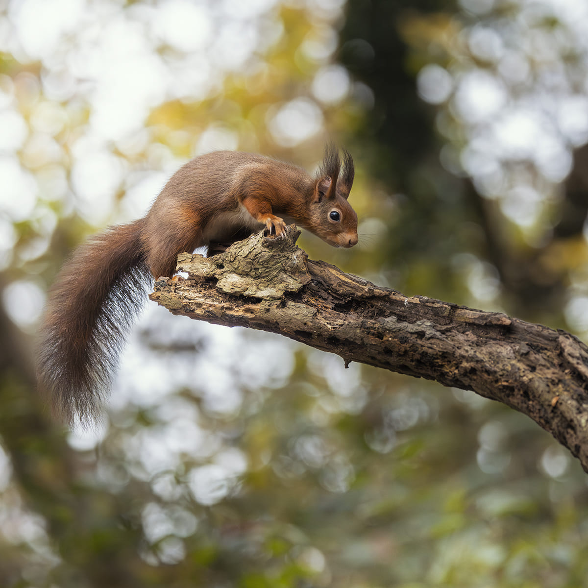 Animal in the nature shoot by Andy Green, Zenelli's ambassador