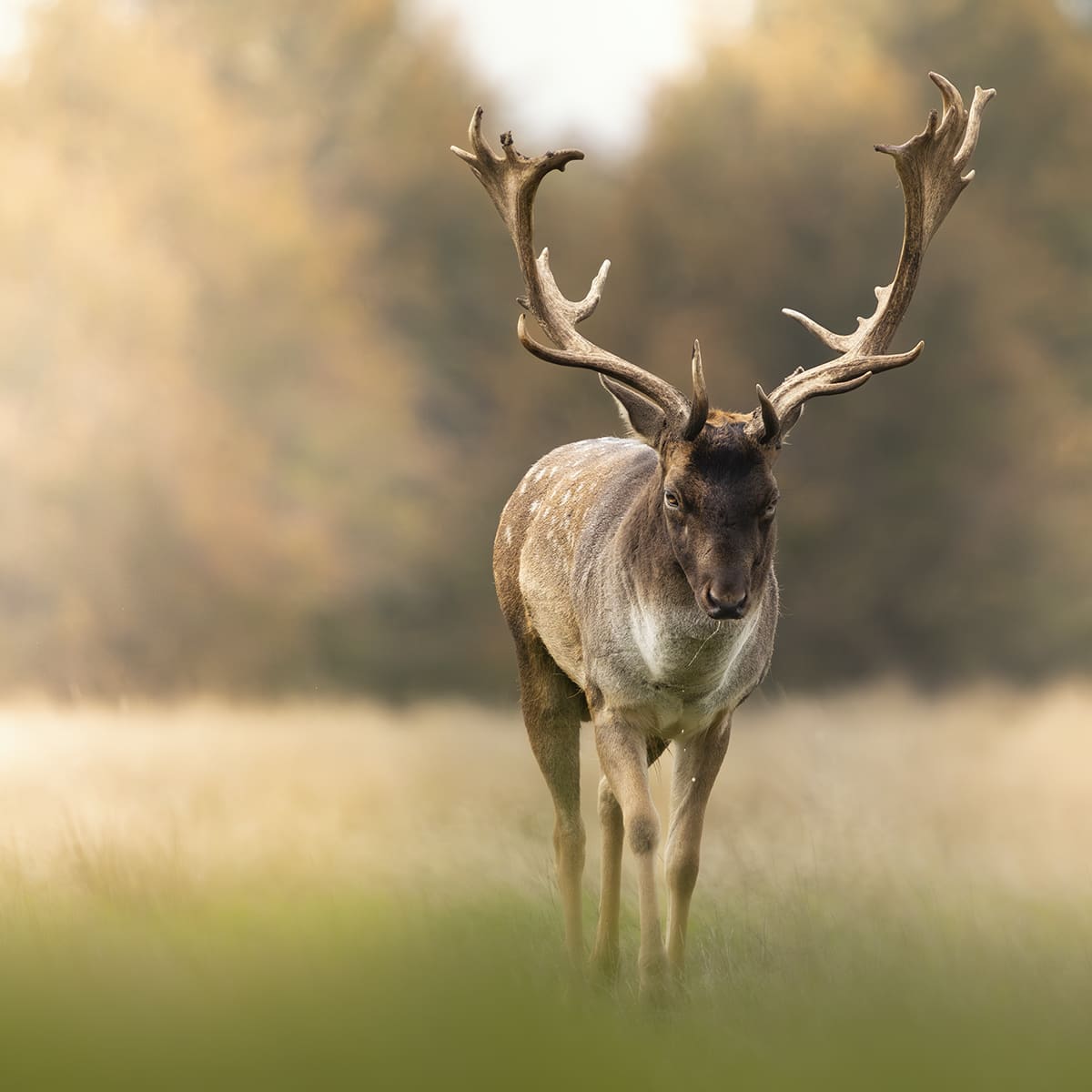 Animal in the nature shoot by Andy Green, Zenelli's ambassador