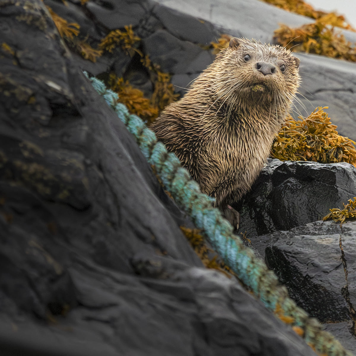 Animal in the nature shoot by Andy Green, Zenelli's ambassador
