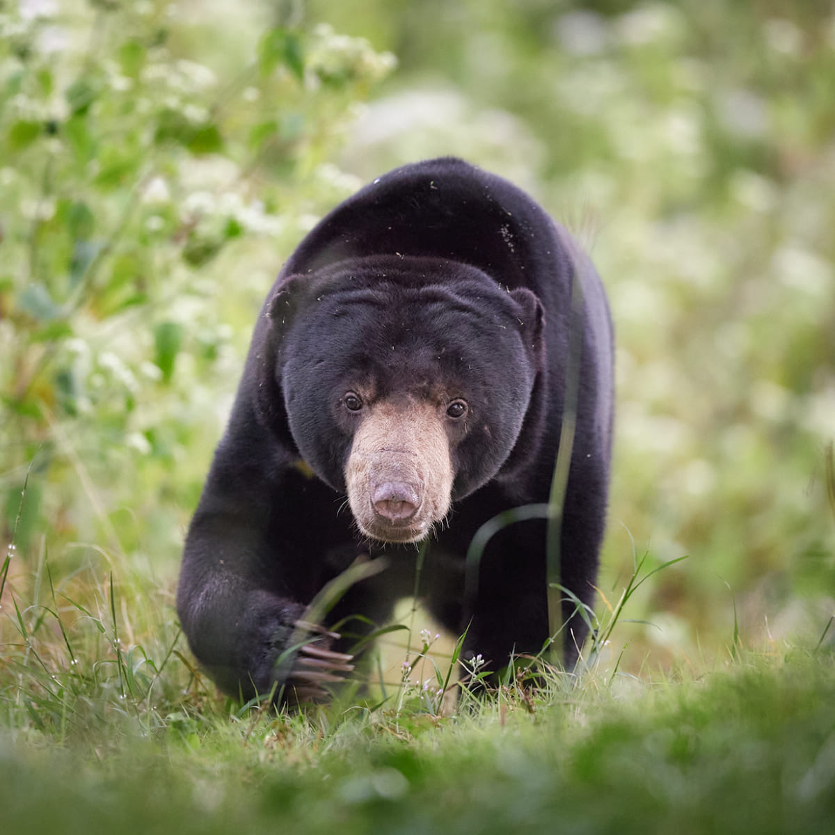 Animal in the nature shoot by Dara Naphaphet, Zenelli's ambassador