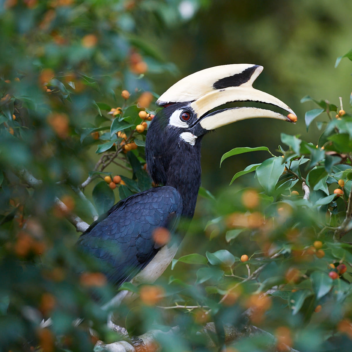 Animal in the nature shoot by Dara Naphaphet, Zenelli's ambassador