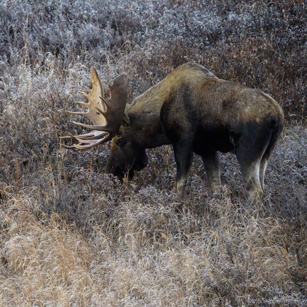 Animal in the nature shoot by Moose Peterson, Zenelli's ambassador