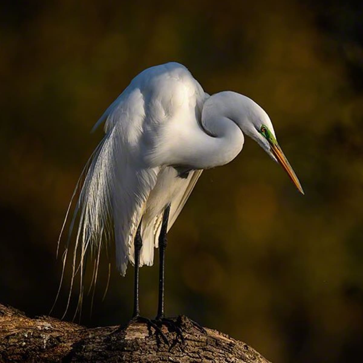 Animal in the nature shoot by Moose Peterson, Zenelli's ambassador