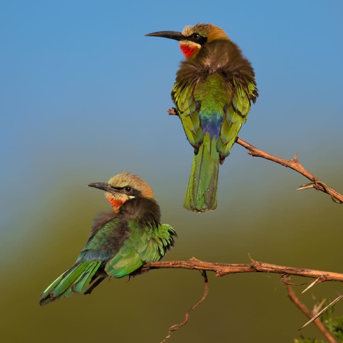 Animal in the nature shoot by Moose Peterson, Zenelli's ambassador