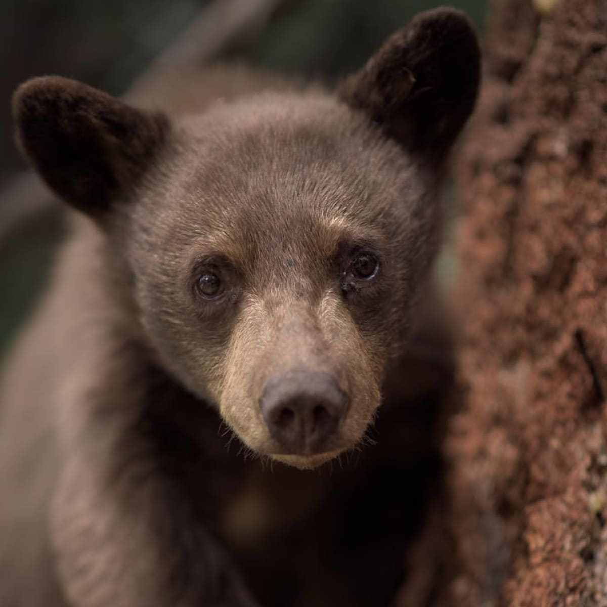 Animal in the nature shoot by Moose Peterson, Zenelli's ambassador