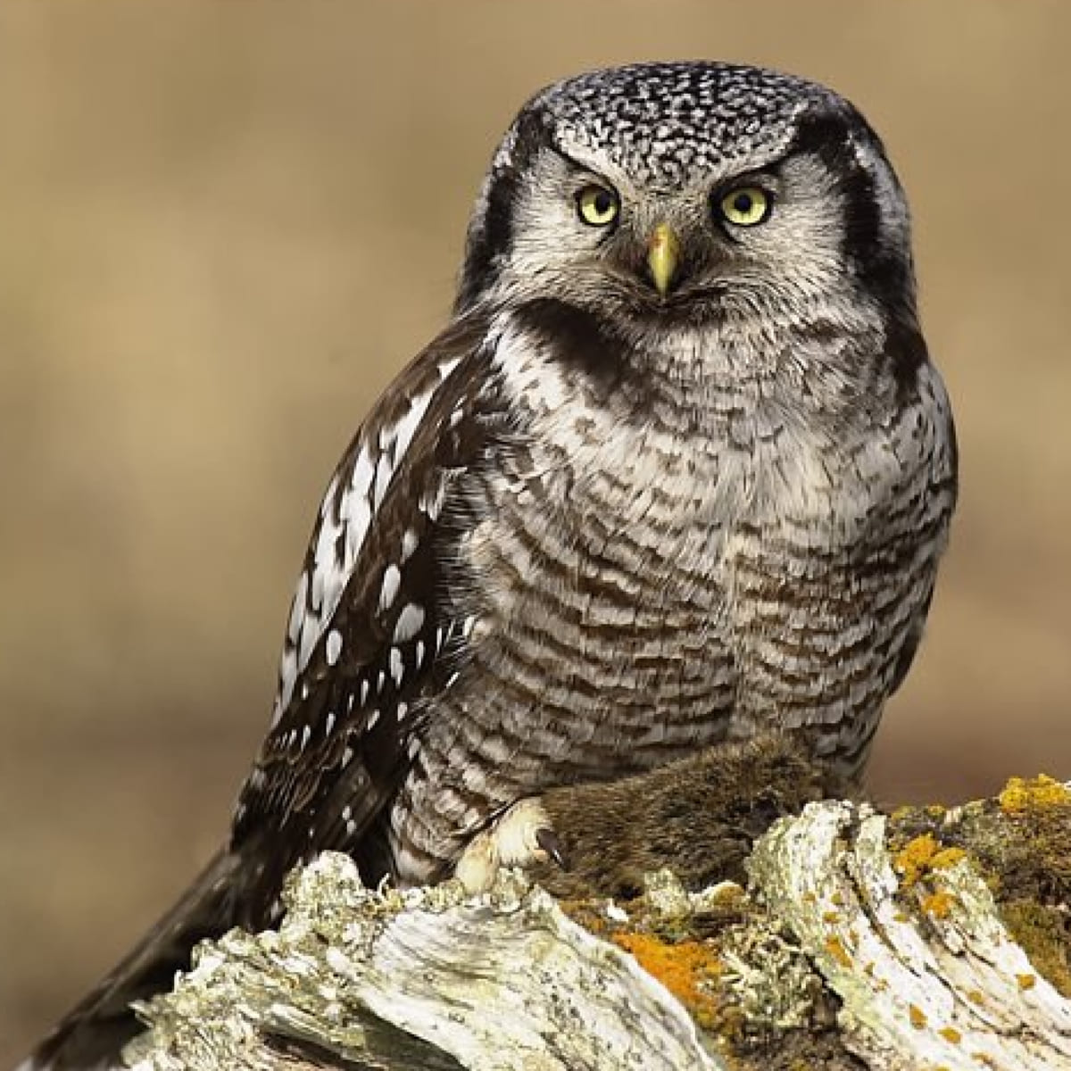 Animal in the nature shoot by Moose Peterson, Zenelli's ambassador