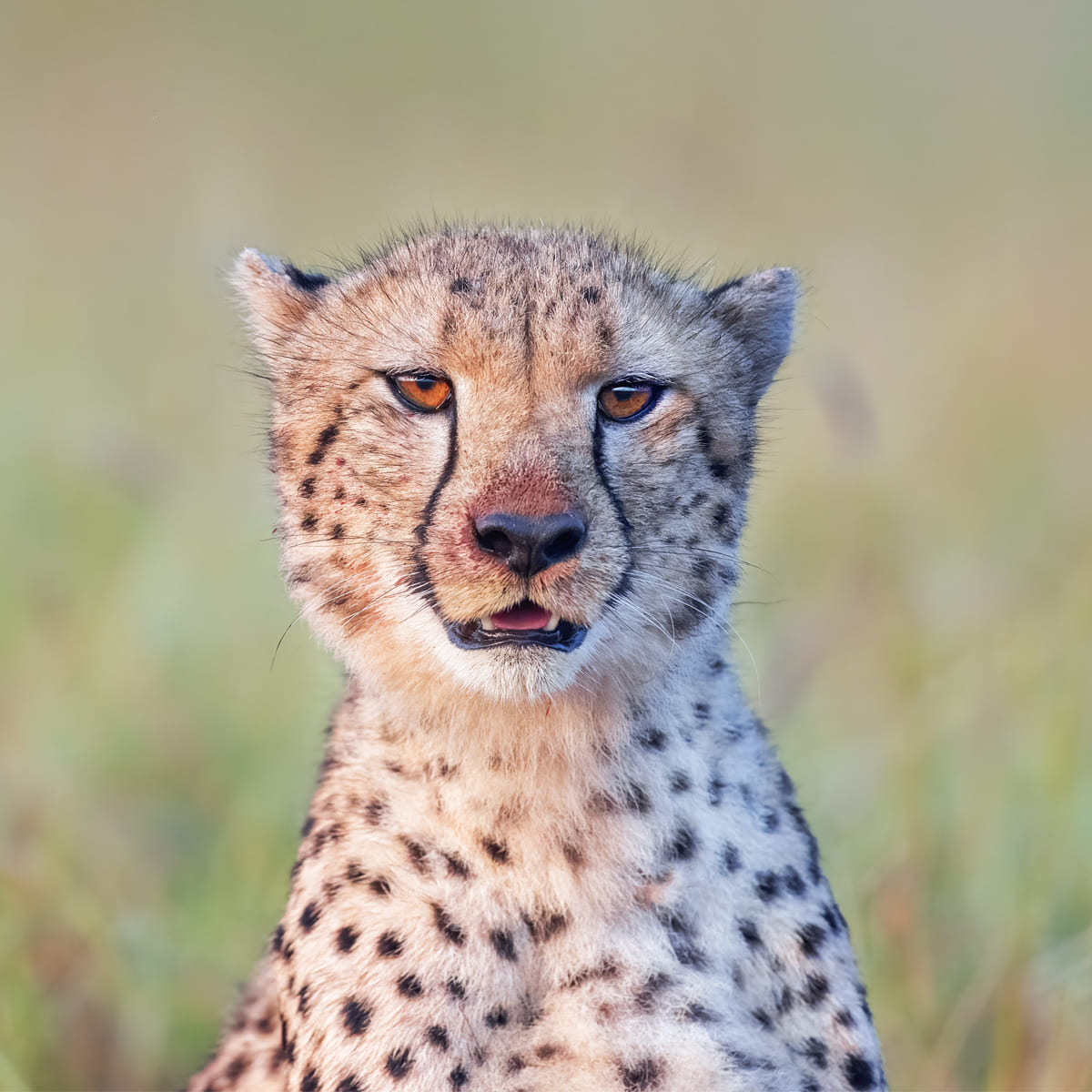 Animal in the nature shoot by Tanya Stollznow, Zenelli's ambassador