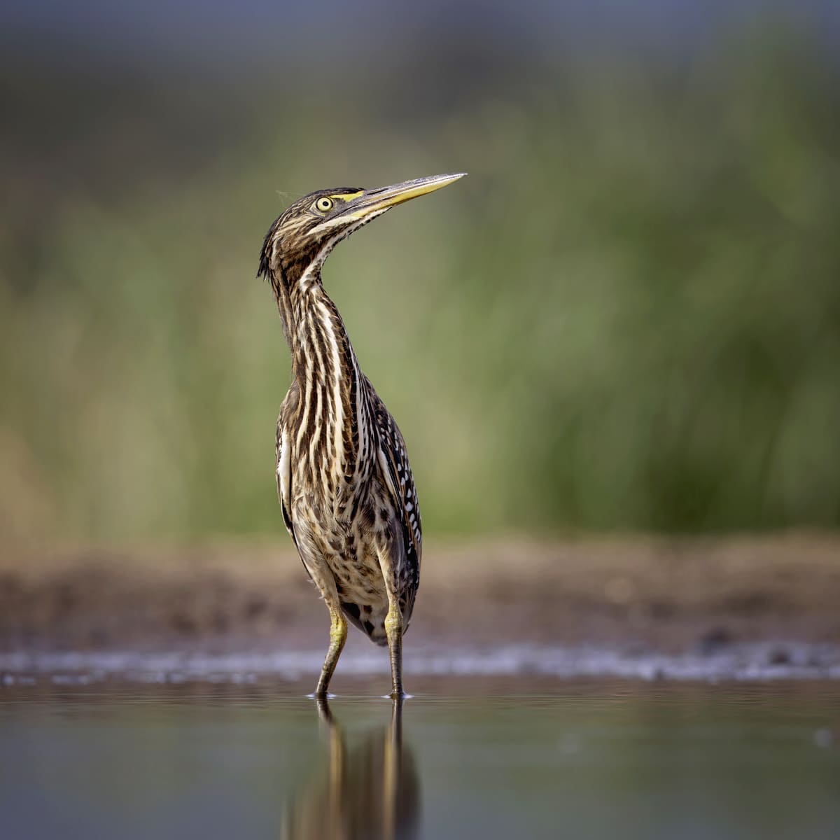 Animal in the nature shoot by Tanya Stollznow, Zenelli's ambassador
