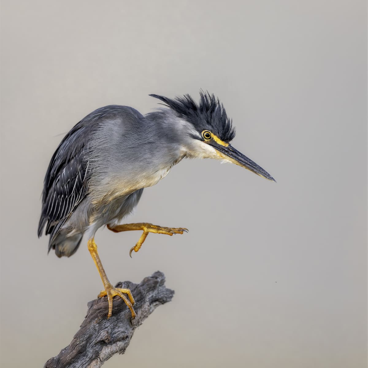 Animal in the nature shoot by Tanya Stollznow, Zenelli's ambassador