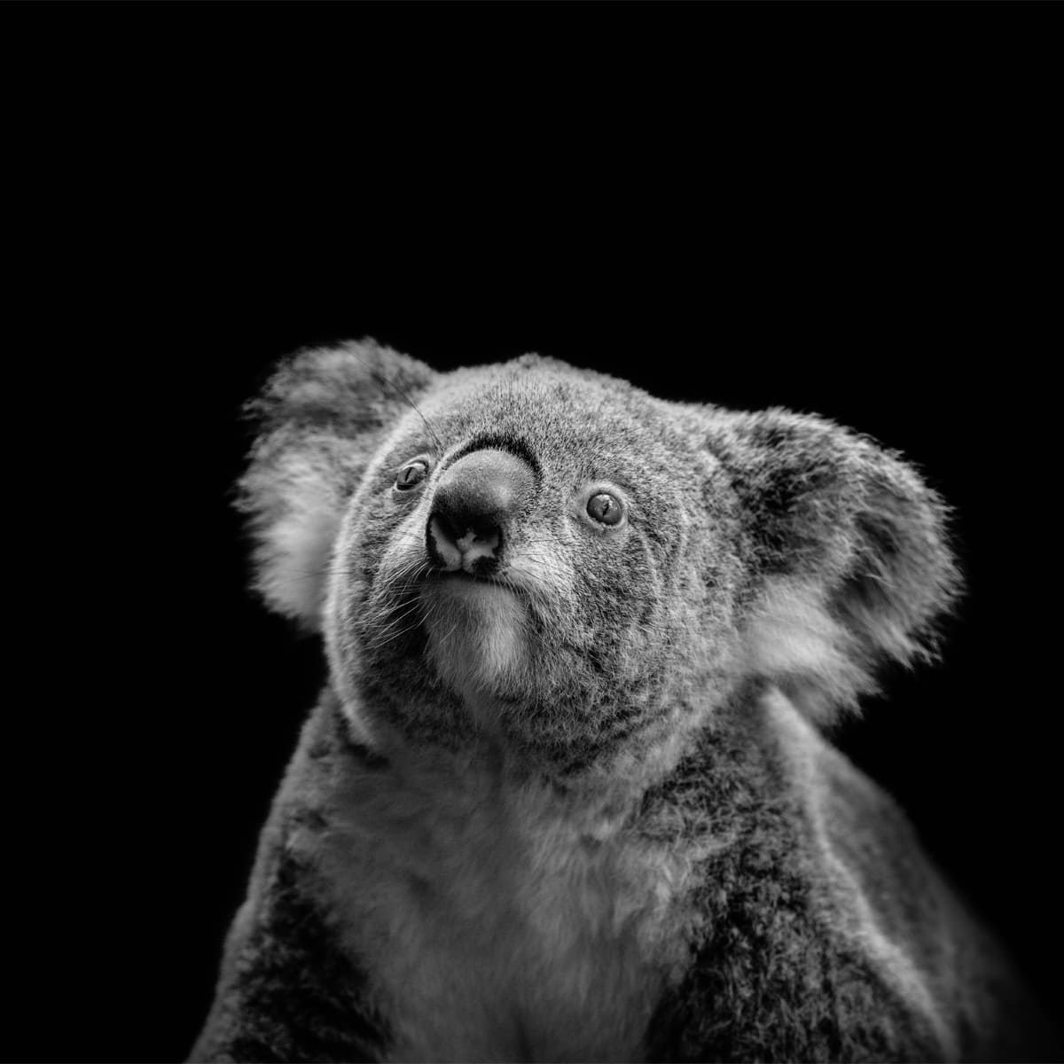 Animal in the nature shoot by Tanya Stollznow, Zenelli's ambassador