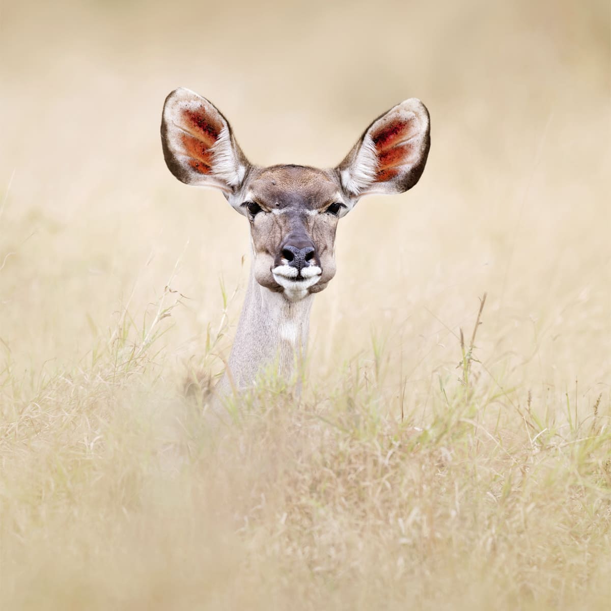 Animal in the nature shoot by Tanya Stollznow, Zenelli's ambassador