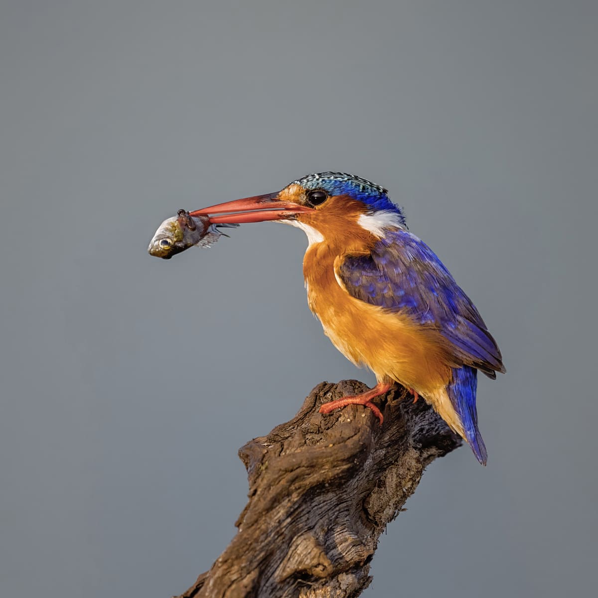 Animal in the nature shoot by Tanya Stollznow, Zenelli's ambassador