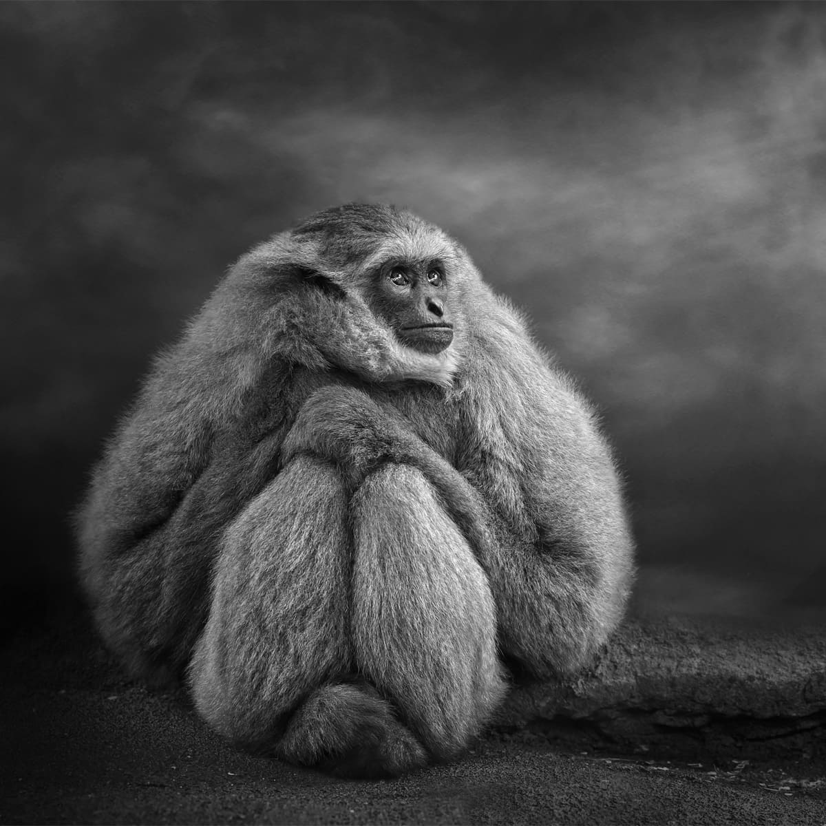 Animal in the nature shoot by Tanya Stollznow, Zenelli's ambassador