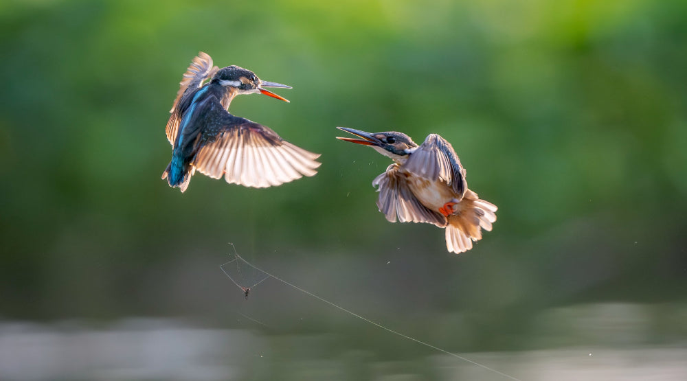 Photo of two little birds
