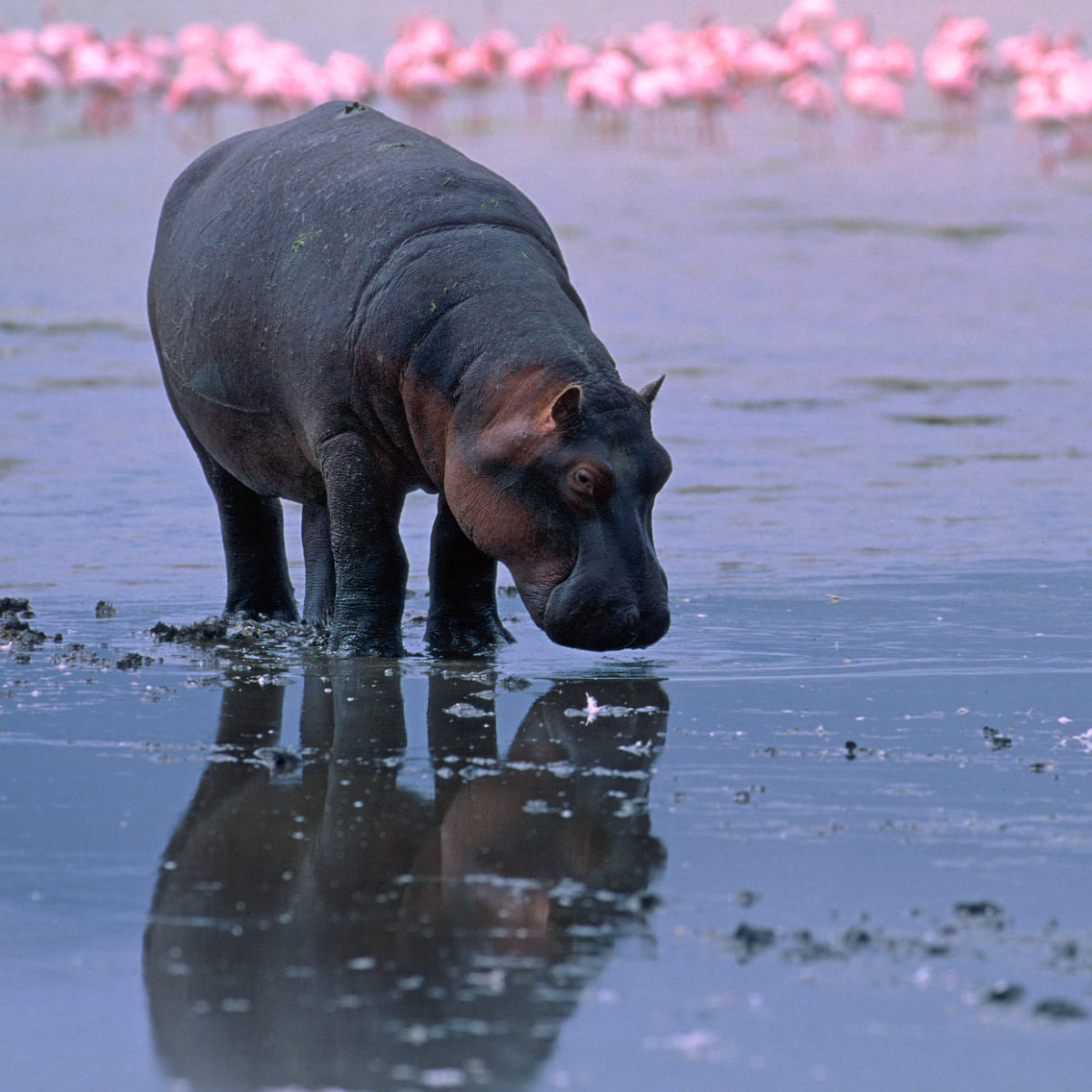 Animal in the nature shoot by Enrico Borghesan, Zenelli's ambassador