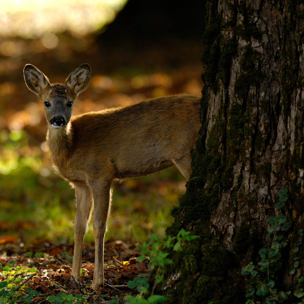 Animal in the nature shoot by Enrico Borghesan, Zenelli's ambassador