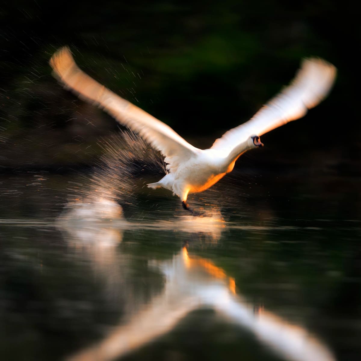 Animal in the nature shoot by Enrico Borghesan, Zenelli's ambassador