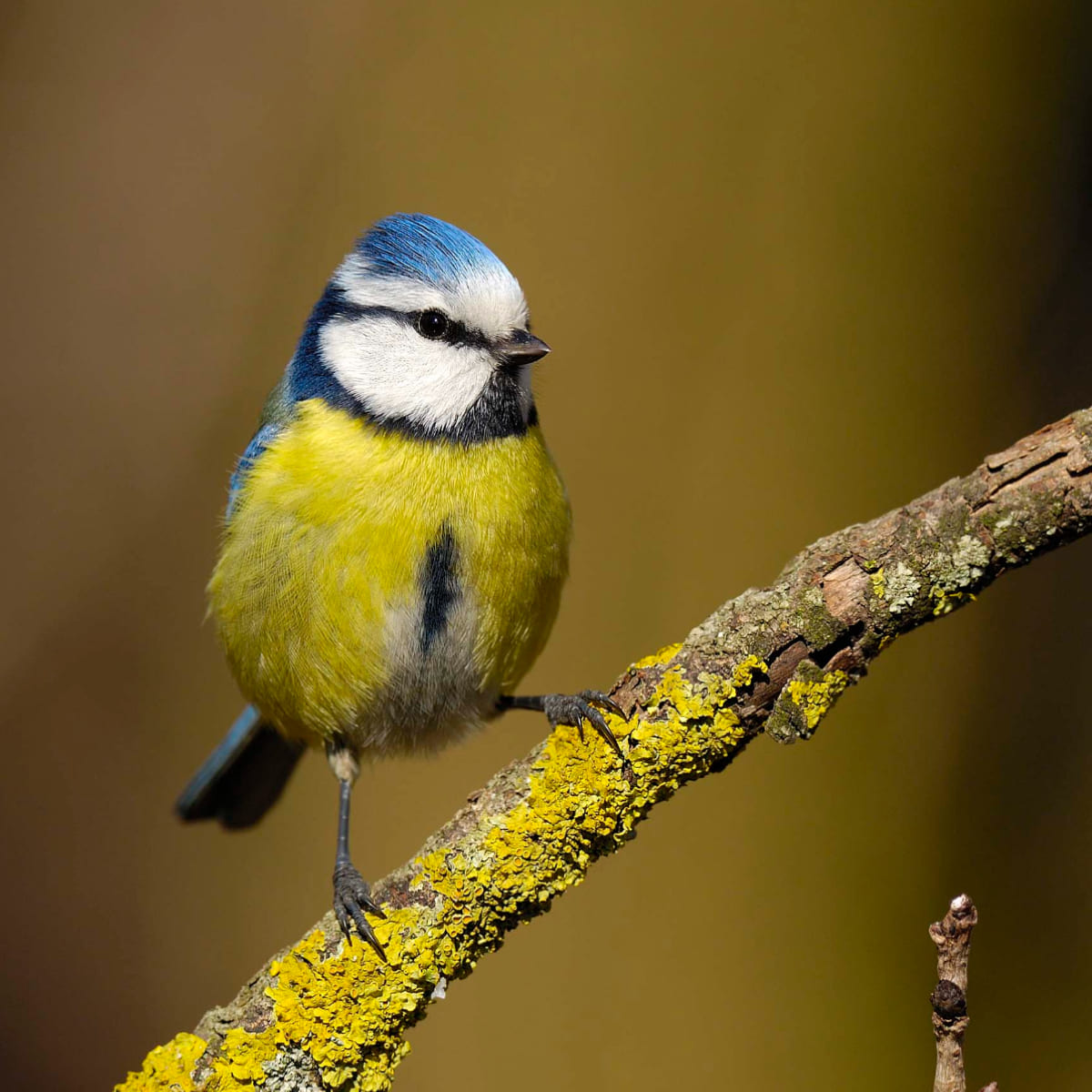 Animal in the nature shoot by Enrico Borghesan, Zenelli's ambassador