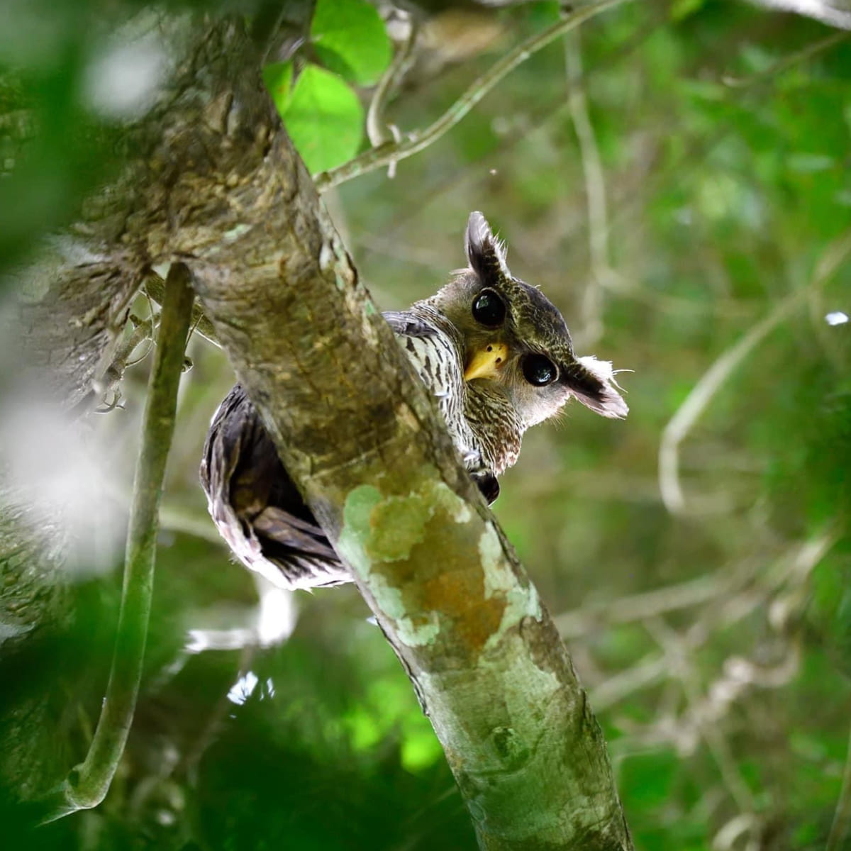 Animal in the nature shoot by Dara Naphaphet, Zenelli's ambassador