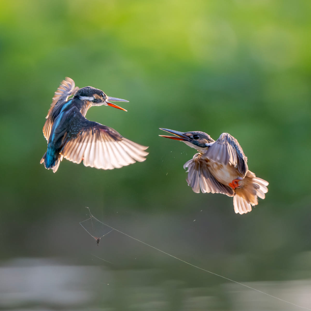 Animal in the nature shoot by Dara Naphaphet, Zenelli's ambassador