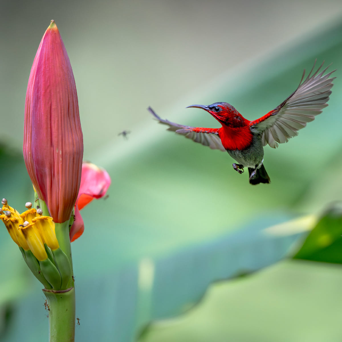 Animal in the nature shoot by Dara Naphaphet, Zenelli's ambassador