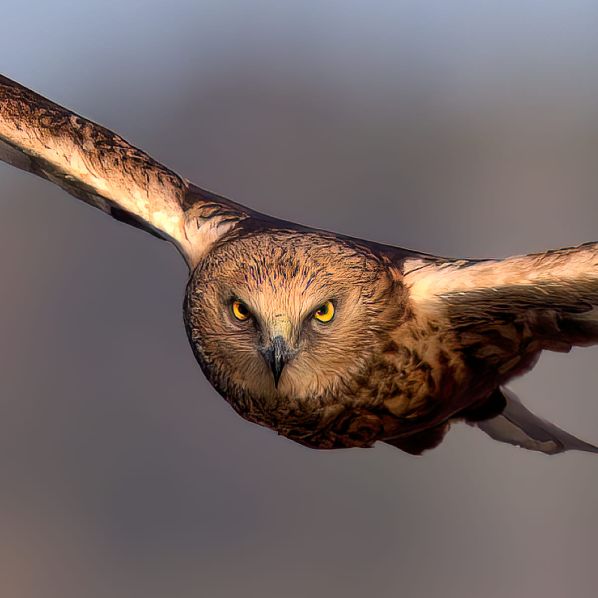 Animal in the nature shoot by Pietro Florio, Zenelli's ambassador