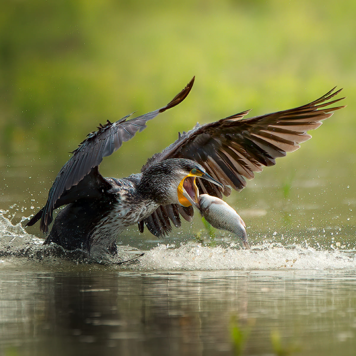 Animal in the nature shoot by Pietro Florio, Zenelli's ambassador