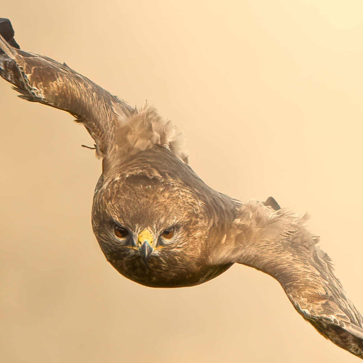 Animal in the nature shoot by Pietro Florio, Zenelli's ambassador