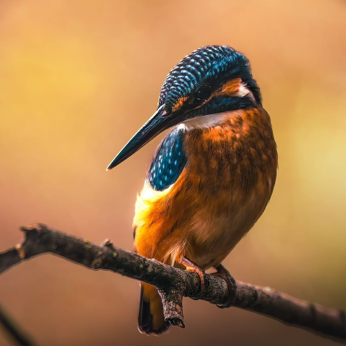 Animal in the nature shoot by Pietro Florio, Zenelli's ambassador