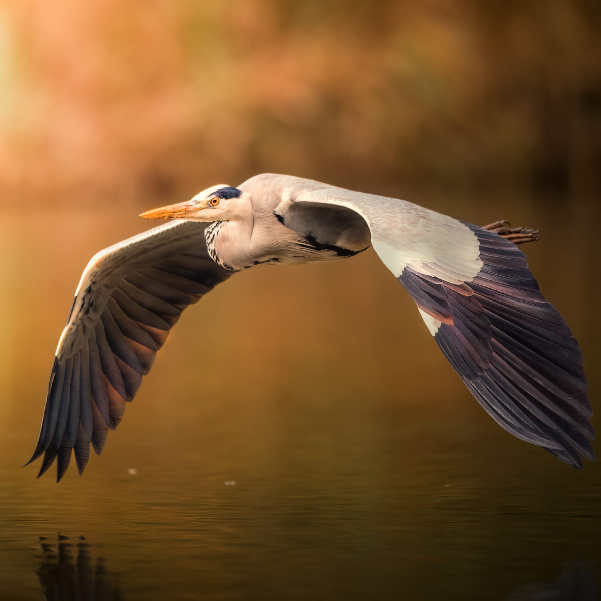 Animal in the nature shoot by Pietro Florio, Zenelli's ambassador