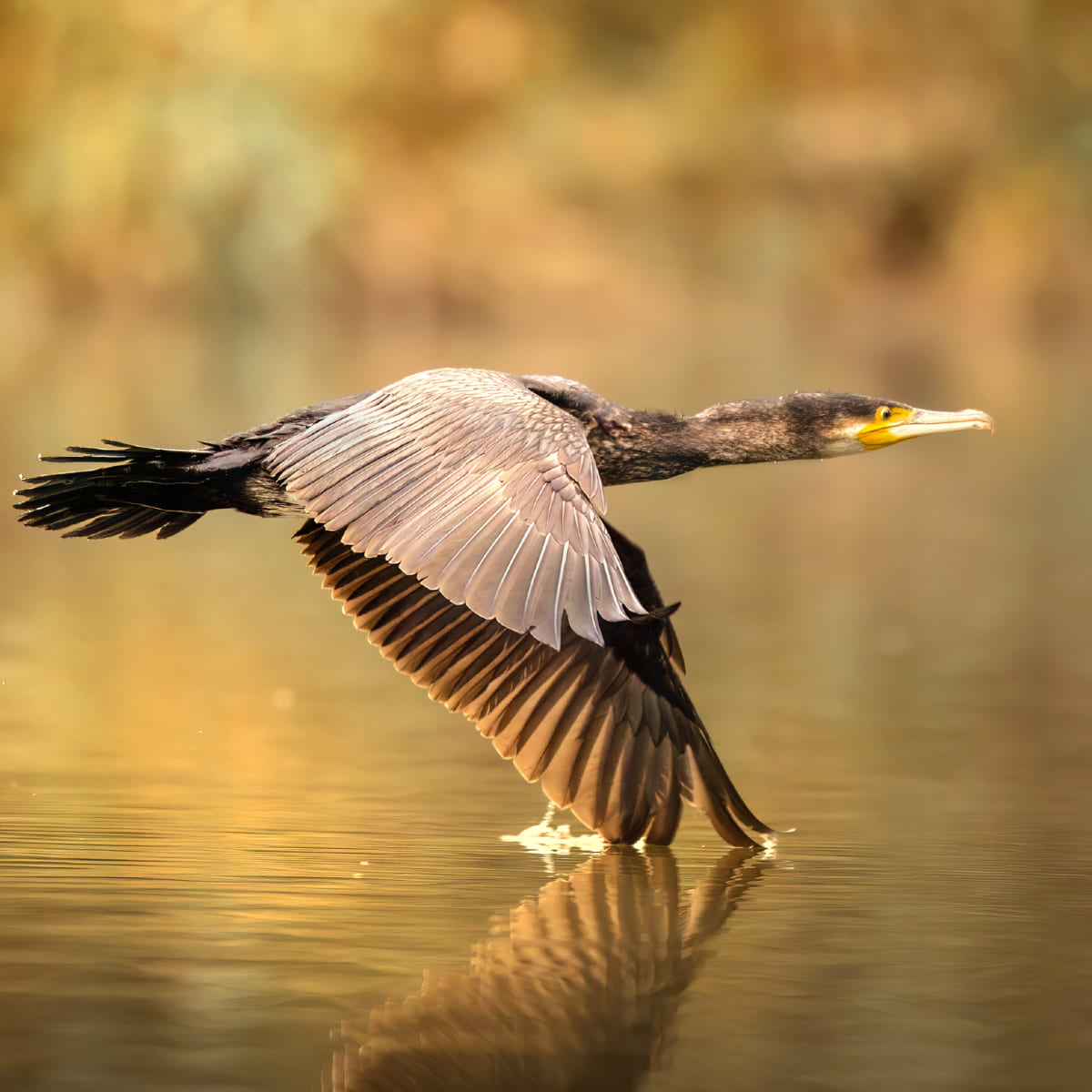 Animal in the nature shoot by Pietro Florio, Zenelli's ambassador